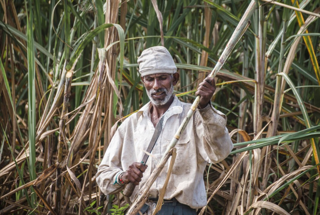 The Complete Guide to Sugarcane Farming: From Planting to Sugar Production